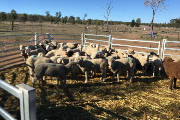 Alqudsi Agri Group Profile-8