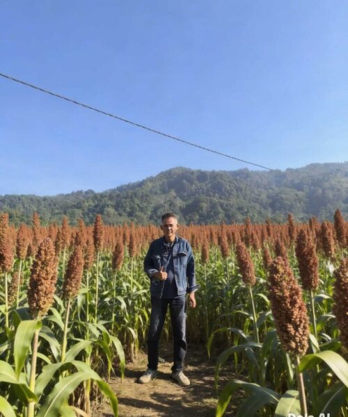 Alqudsi Agri Indonesia - galeri (16) Alqudsi Agri Indonesia - galeri (16)