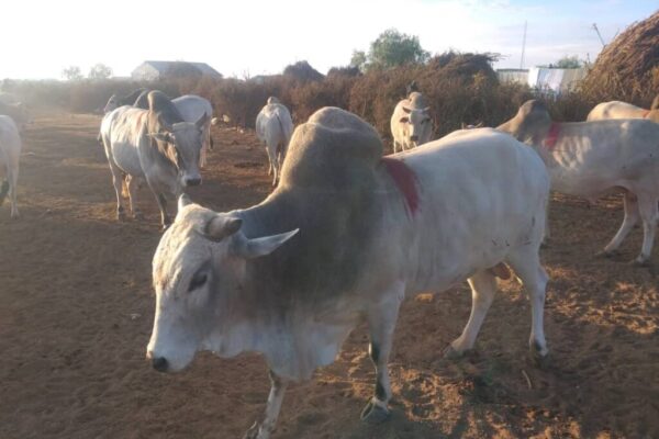 Alqudsi Agri Indonesia - galeri (3)