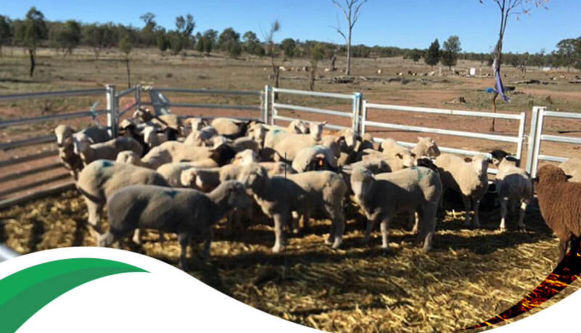 Our First Livestock Farmland 668 Acres In Milmerran Queensland 1(1)